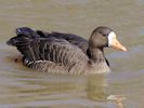 White-Fronted Goose (WWT Slimbridge April 2013) ©Nigel Key